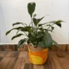 Yellow And Orange Jute Planter